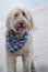 Scruffy, a Goldendoodle dog standing at St.Augustine Beach smiling with a scarf.