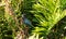 Scruffy little green heron Butorides virescens