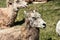 Scruffy Mountain Goats Close Up