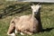 Scruffy Mountain Goats Close Up