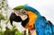 Scruffy Parrot, Blue and Gold Macaw