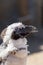 Scruffy penguin moulting feathers. Close up profile with copy sp