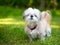 A scruffy Shih Tzu mixed breed dog standing outdoors