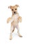 Scruffy Terrier Puppy Standing Dancing