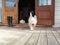 Scruffy westie dog walking out of open farmhouse door onto deck