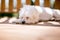 A scruffy white Maltese dog sleeping