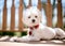 A scruffy white Maltese dog wearing a red collar