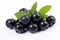 Scrumptious and succulent ripe huckleberry fruit beautifully displayed on a crisp white background