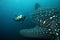 Scuba diver approaching whale shark in galapagos i