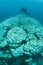 Scuba Diver and Bleached Coral Colonies in Indonesia