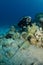 Scuba diver with blue spotted ray