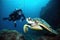 scuba diver catching glimpse of sea turtle underwater