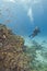 Scuba diver on a coral reef