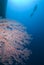 SCUBA Diver and corals