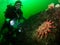 A scuba diver discovers a huge Common Sunstar starfish in St Abbs, Scotland.