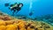 Scuba diver explore a coral reef showing ok sign