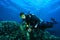 Scuba Diver explores coral reef