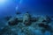 A scuba diver explores a sunken world war two fighter propeller airplane