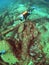 Scuba diver explores a wreck in the Indian Ocean