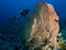 Scuba diver and Gorgonion coral