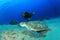 Scuba Diver and Green Turtle