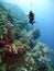 SCUBA Diver Hovers Near Vibrant Coral Wall