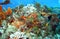 A Scuba Diver Hovers over a vivid Caribbean Coral Reef