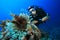 Scuba Diver and Lionfish