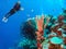 Scuba Diver Observes a Lively Crinoid in the Marshall Islands