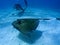 Scuba diver photographing a stingray underwater