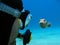 Scuba diver and pufferfish