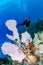 SCUBA Diver on a Reef