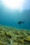 Scuba diver in shallow water