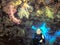 A Scuba Diver Surveys Various Soft Coral in Fiji Waters