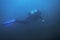 Scuba Diver Swimming Underwater Explores Reef and Examines Seabed