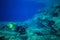 A scuba diver swims along a  reef on the Mediterranean of Malta