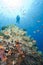 Scuba diver on a tropical reef