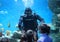 scuba diver under water plunged to the bottom in the aquarium children watch the sea show