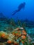 Scuba diver underwater CearÃ¡, Brazil