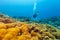 Scuba diver underwater examine closely corals