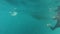 Scuba diver underwater shot