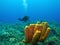 Scuba Diver and Yellow Tube Sponge