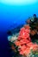 SCUBA divers and colorful soft corals
