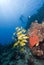 Scuba divers in crystal clear water