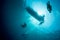 Scuba Divers Descend into the Depths of the Tropical Pacific Ocean
