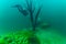 SCUBA divers exploring a strange and alien underwater landscape