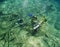 Scuba divers exploring an underwater wreck