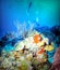 SCUBA Divers Hover Over a Lively Coral Reef