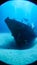 Scuba divers near the bow of the sunken patrol boat the P31