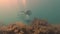Scuba divers swimming along an ocean reef